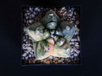 Astrophytum myriostigma nudum cv Kikko variegata